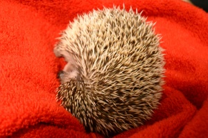 hedgie hedgehog sleep