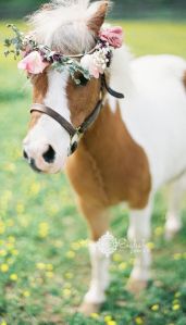 wedding flower pony